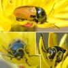 Cryptocephalus rugicollis